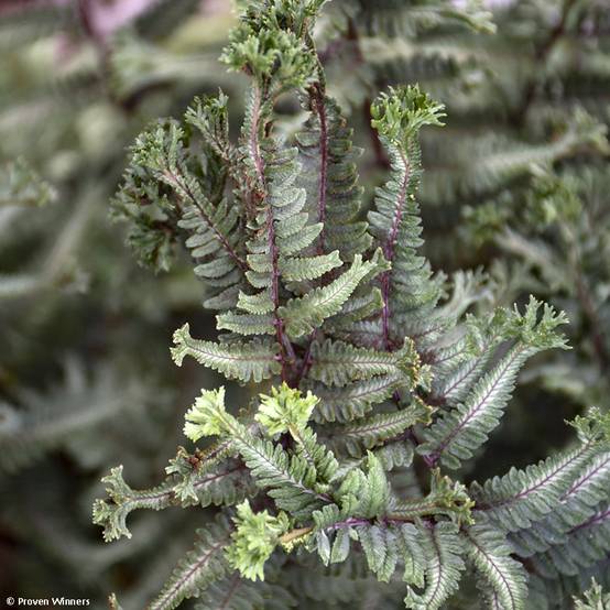 Athyrium niponicum Crested Surf - Fougère japonaise Godet de 8/9 cm