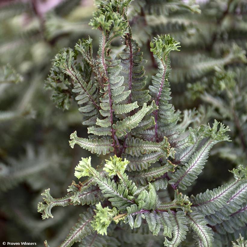 Athyrium niponicum Crested Surf - Fougère japonaise Godet de 8/9 cm
