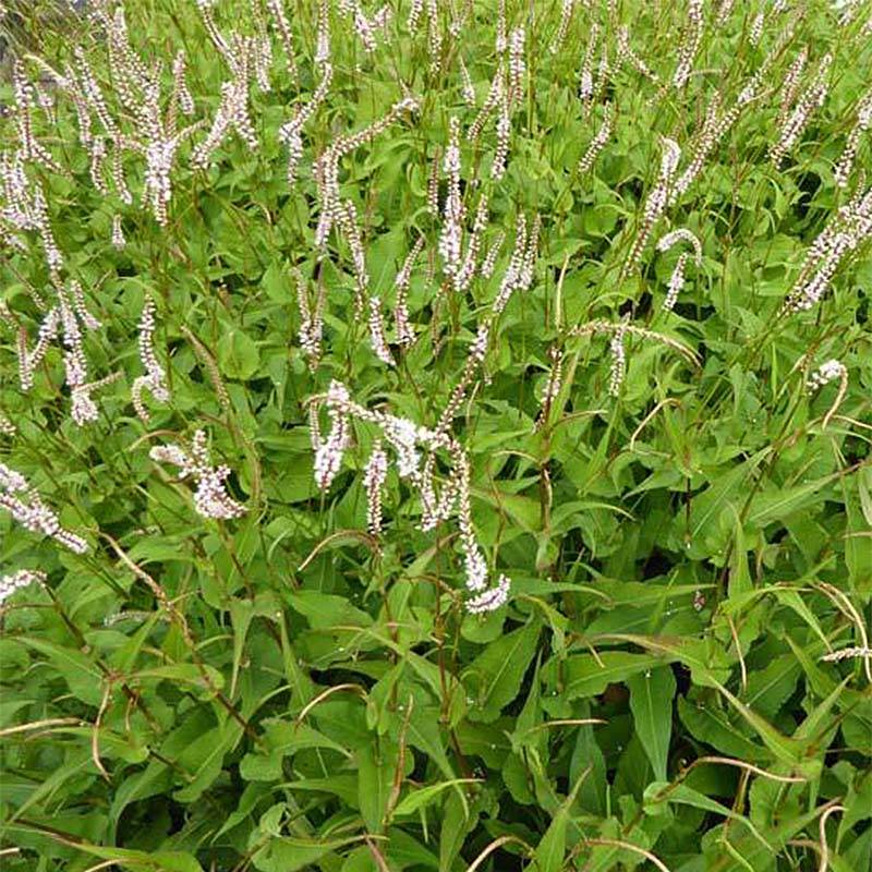 Renouée - Persicaria amplexicaulis White Eastfield  Godet de 8/9 cm