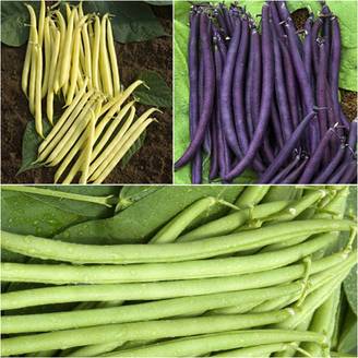 Collection de 3 haricots colorés et productifs - Collection de 3 plantes