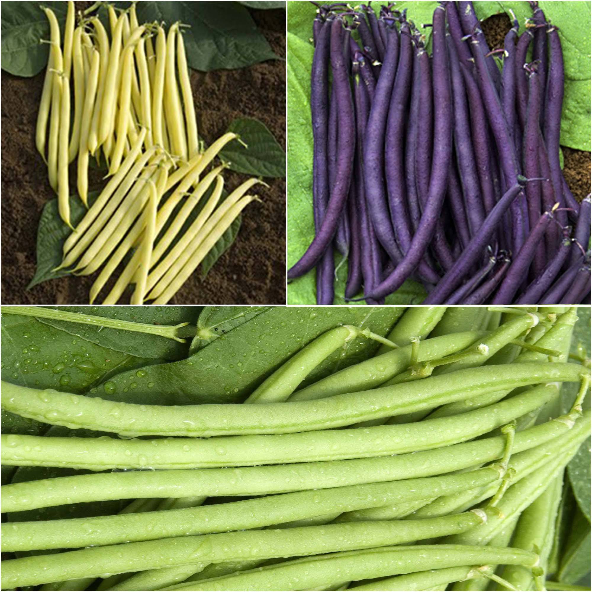 Collection de 3 haricots colorés et productifs - Collection de 3 plantes