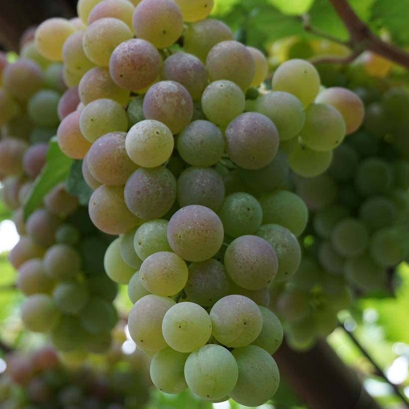 Vigne de table Picurka - Vitis vinifera Pot de 7,5L/10L, Tige, Tige de 70 cm