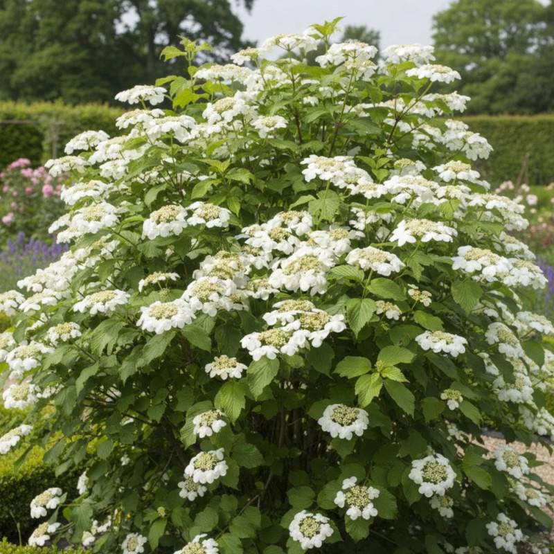 Viorne de Chine Mariesii, Viburnum à fleurs Blanche - feuillage Caduc - Pot de 3L - 20/40 cm-  hauteur à maturité De 2,50 m à 3,00 m - Image 2