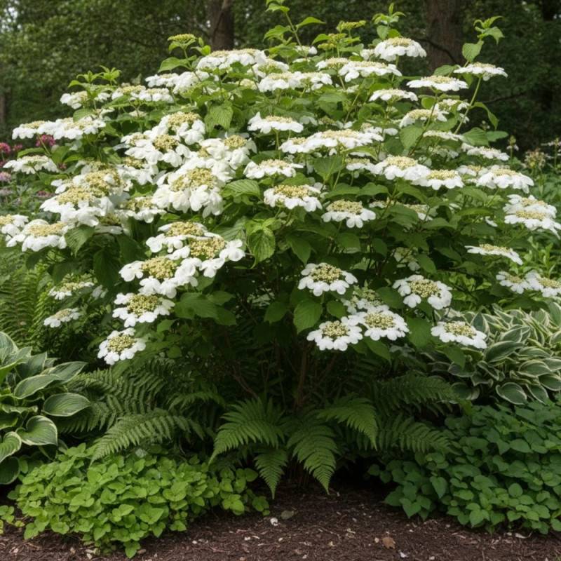 Viorne de Chine Mariesii, Viburnum à fleurs Blanche - feuillage Caduc - Pot de 3L - 20/40 cm- hauteur à maturité De 2,50 m à 3,00 m - Image 5