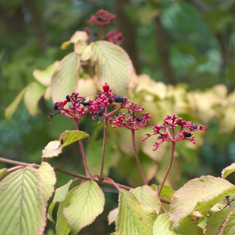 Viorne de Chine Mariesii, Viburnum à fleurs Blanche - feuillage Caduc - Pot de 3L - 20/40 cm- hauteur à maturité De 2,50 m à 3,00 m - Image 3