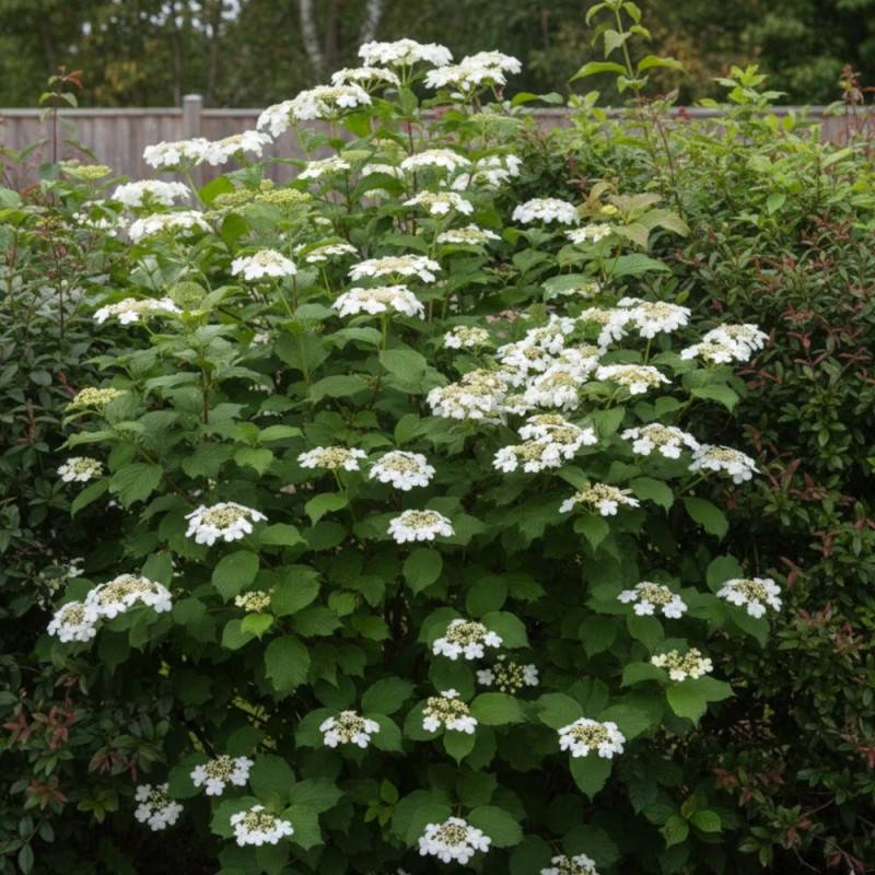 Viorne de Chine Mariesii, Viburnum à fleurs Blanche - feuillage Caduc - Pot de 3L - 20/40 cm-  hauteur à maturité De 2,50 m à 3,00 m - Image 4