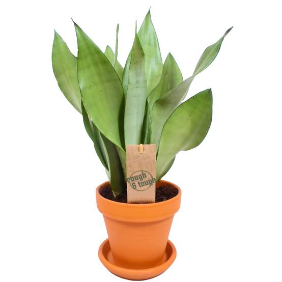 Gardenersdream - Sansevieria Moonshine | Langue De Belle-Mère Plante D'Intérieur Pour La Maison Ou Le Bureau (De 30 À 40 Cm Pot Inclus) - GardenersDream - Image 2
