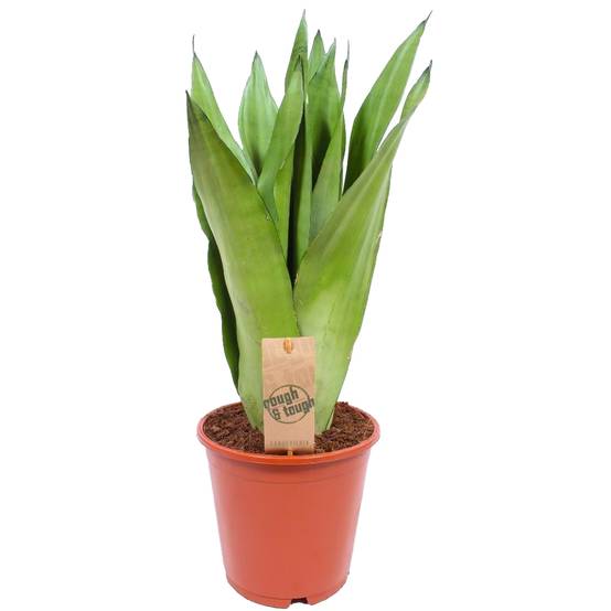 Gardenersdream - Sansevieria Moonshine | Langue De Belle-Mère Plante D'Intérieur Pour La Maison Ou Le Bureau (De 30 À 40 Cm Pot Inclus) - GardenersDream - Image 1