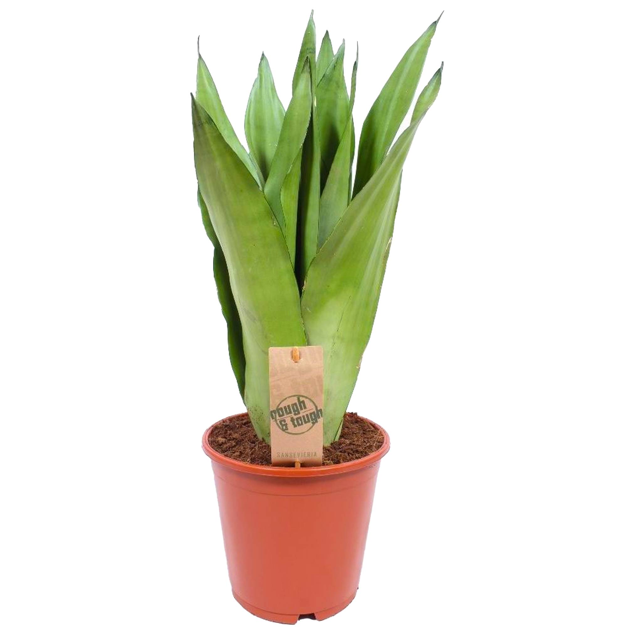 Gardenersdream - Sansevieria Moonshine | Langue De Belle-Mère Plante D'Intérieur Pour La Maison Ou Le Bureau (De 30 À 40 Cm Pot Inclus) - GardenersDream - Image 1
