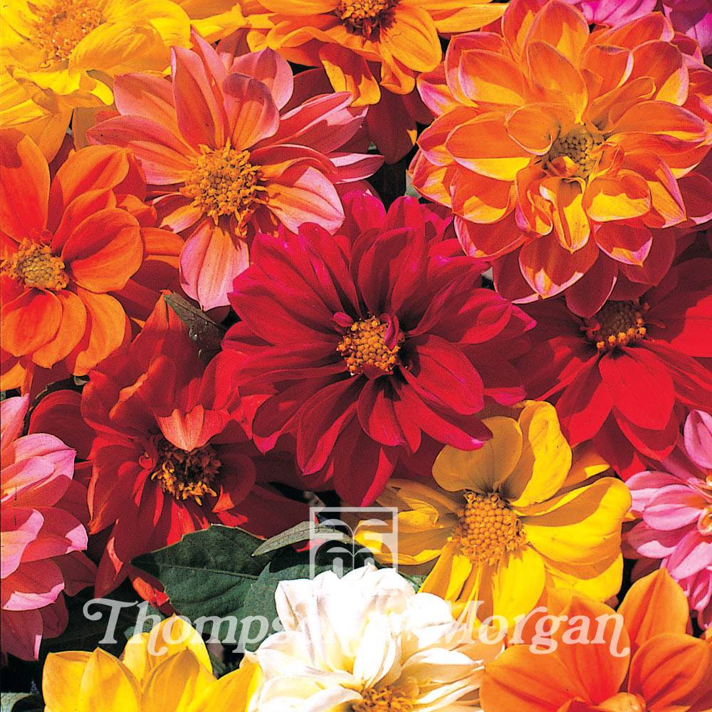 Promesse de Fleurs - Graines de Dahlia nain Dwarf Mixed le sachet de 50 graines environ (0,5g)