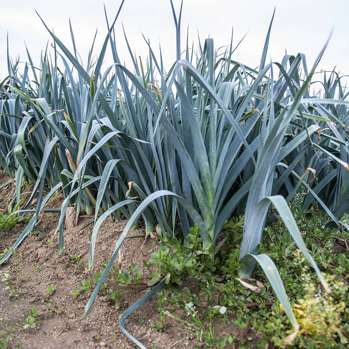 Poireau Bleu de Solaise - Allium porrum le sachet de 1000 graines environ (4g)