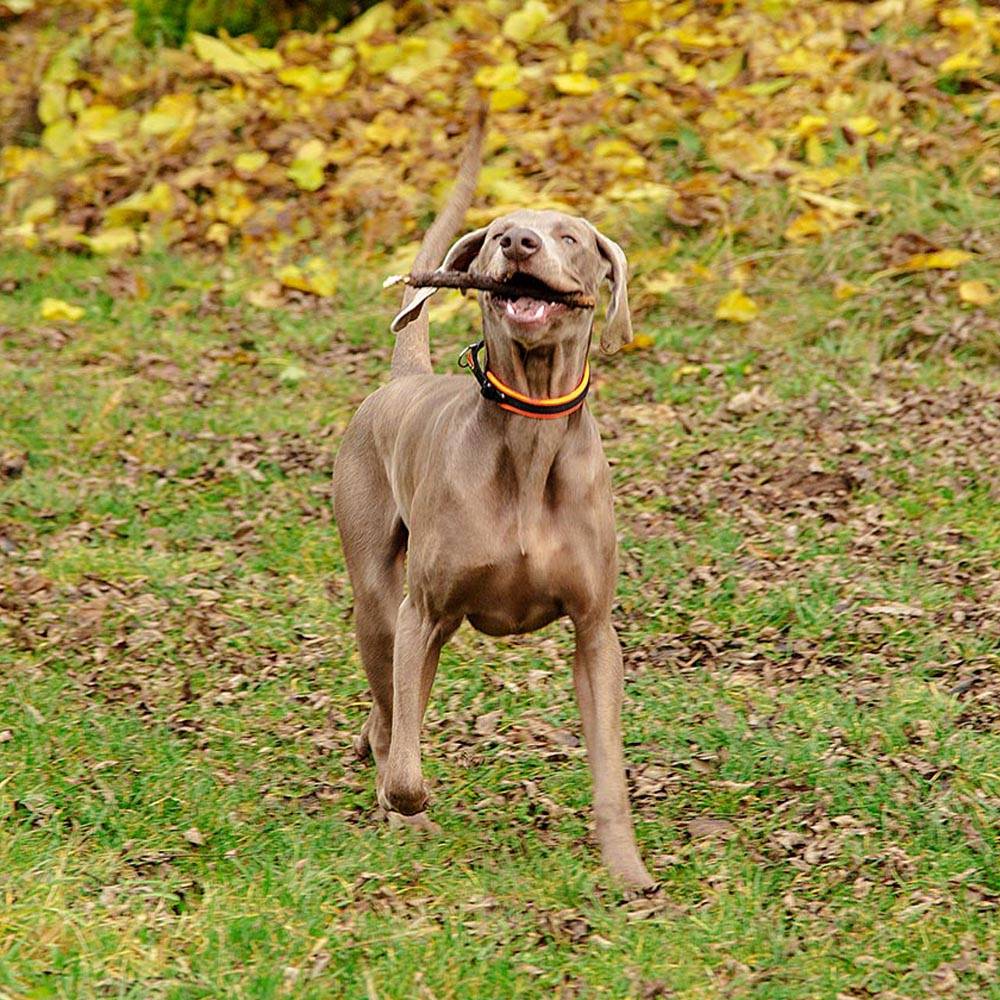 Ferplast - Collier Ergonomique pour Chiens ERGOFLUO C15/42 avec Rembourrage et Fermeture à Micro-régulation - Image 5