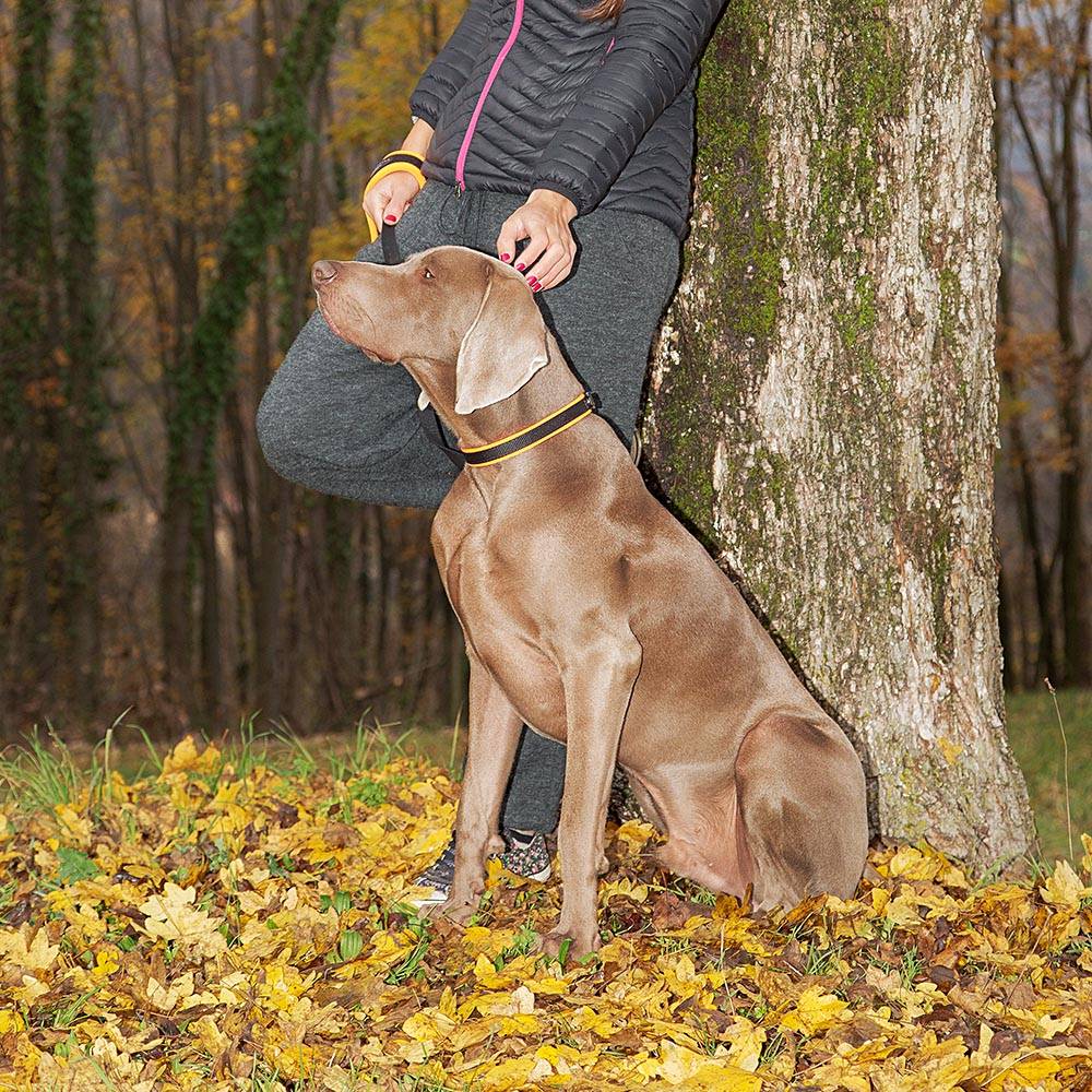 Ferplast - Collier Ergonomique pour Chiens ERGOFLUO C15/42 avec Rembourrage et Fermeture à Micro-régulation - Image 4