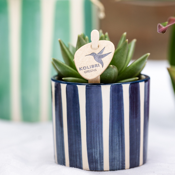 Ensemble de Plantes Mediterranean Sunset - D6 - Image 3