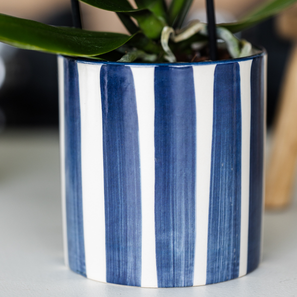 Ensemble de Plantes Mediterranean Sunset - D6 - Image 2