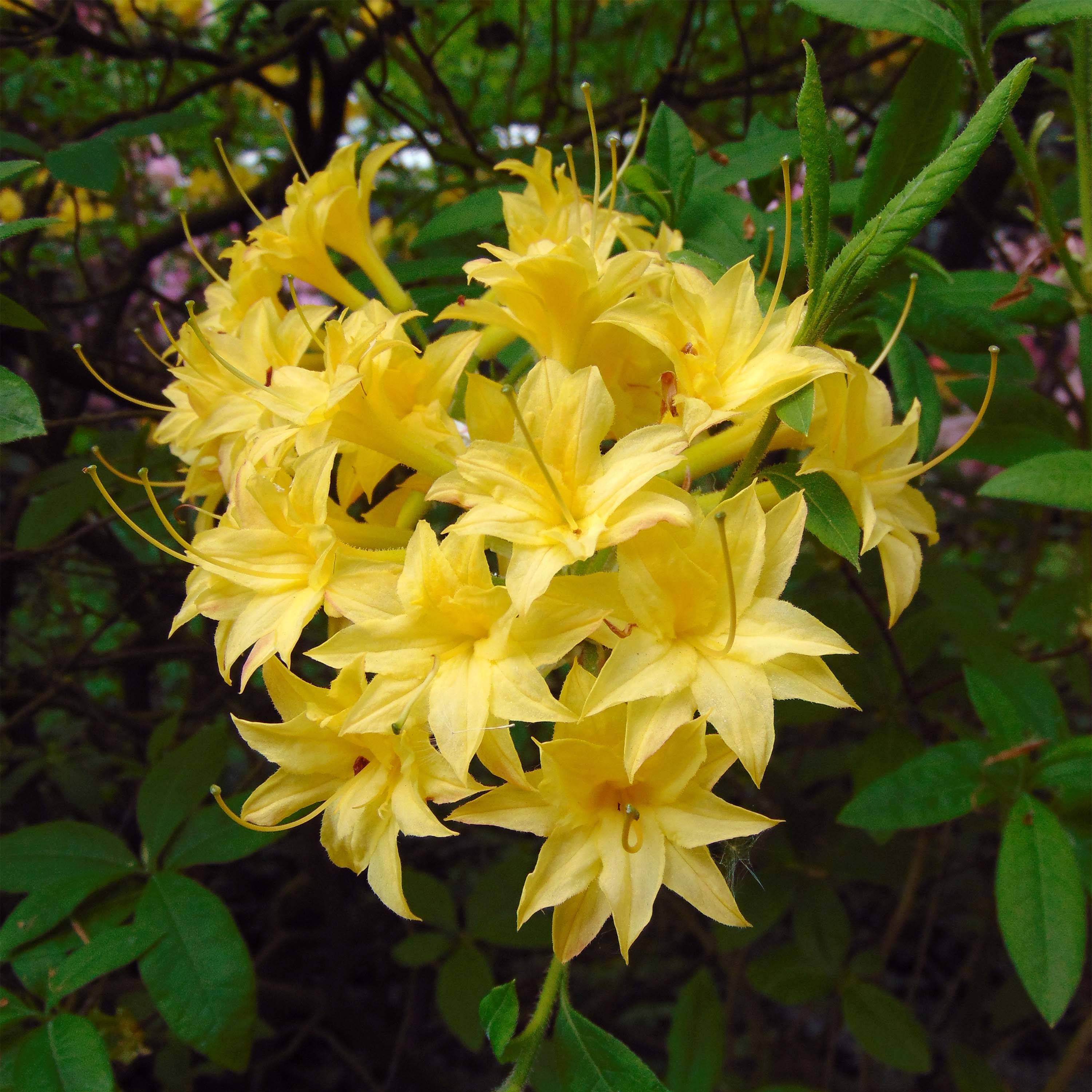 Azalée de Chine Narcissiflora - Azalea (x) luteum Pot de 4L/5L
