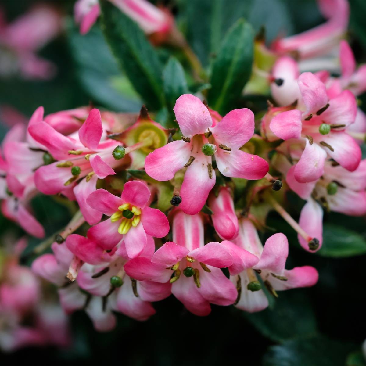 Escallonia hybride Show Stopper Pot de 3L/4L