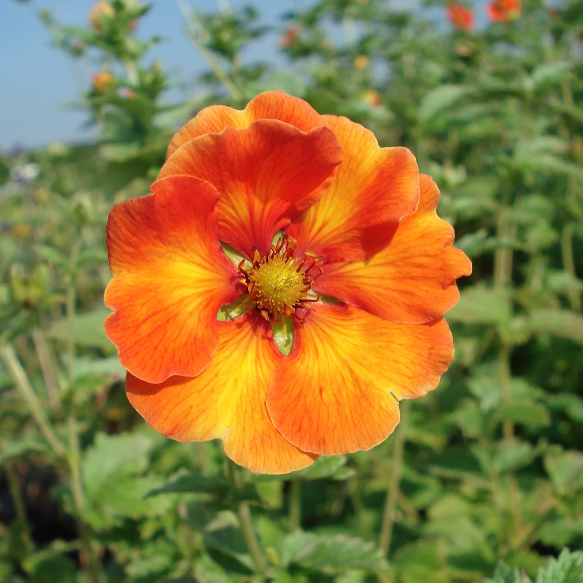Potentille vivace - Potentilla William Rollisson Godet de 8/9 cm