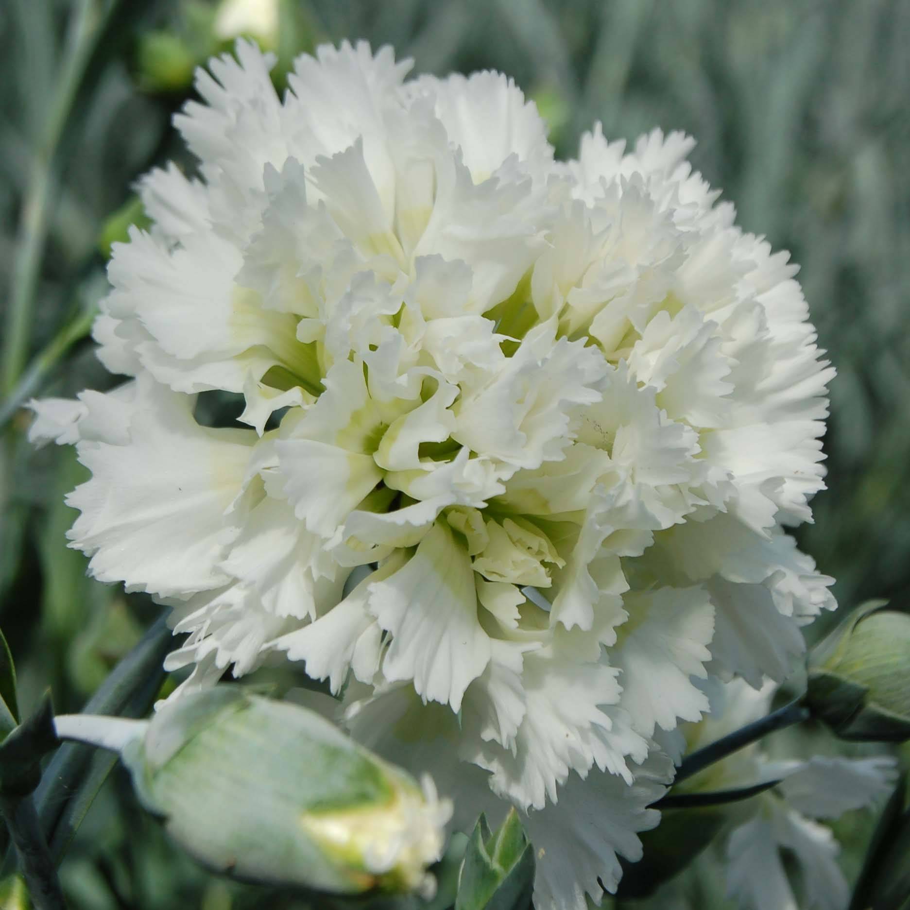 Promesse de Fleurs - Dianthus plumarius Mrs Sinkins - Oeillet mignardise. Godet de 8/9 cm