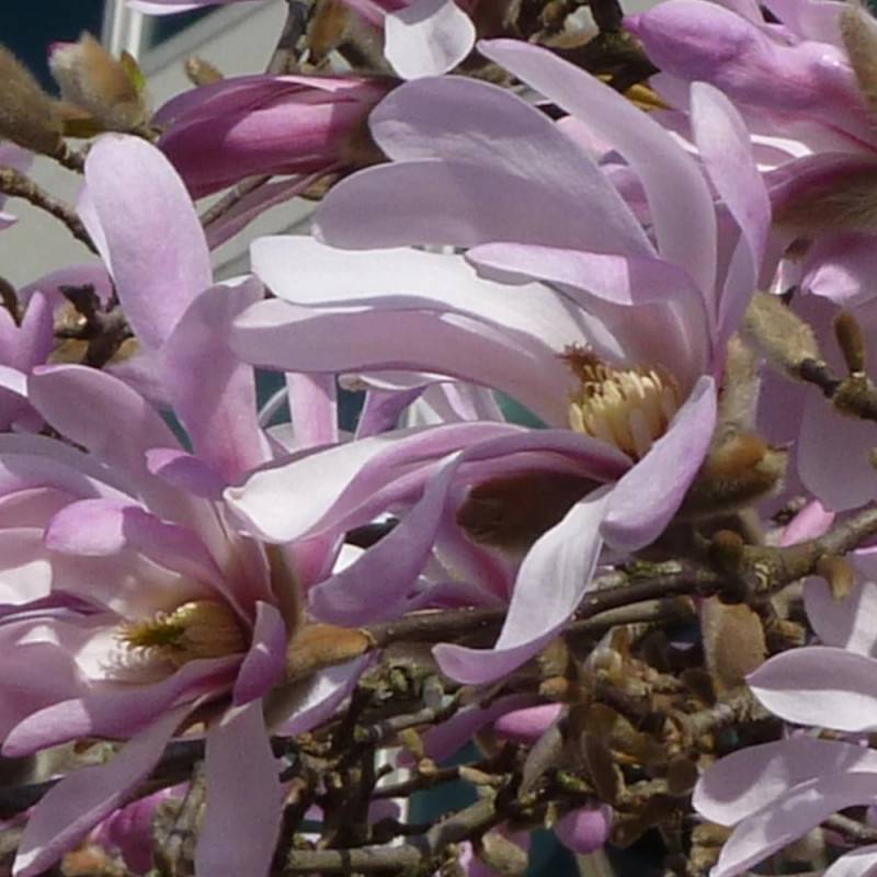 Baie de mai Edulis, Camérisiers, chèvrefeuille comestible, Lonicera kamtschatica - Bon rendement - Pot de 2L - 30/60 cm - De 0,50 m à 1,00 m - Image 3