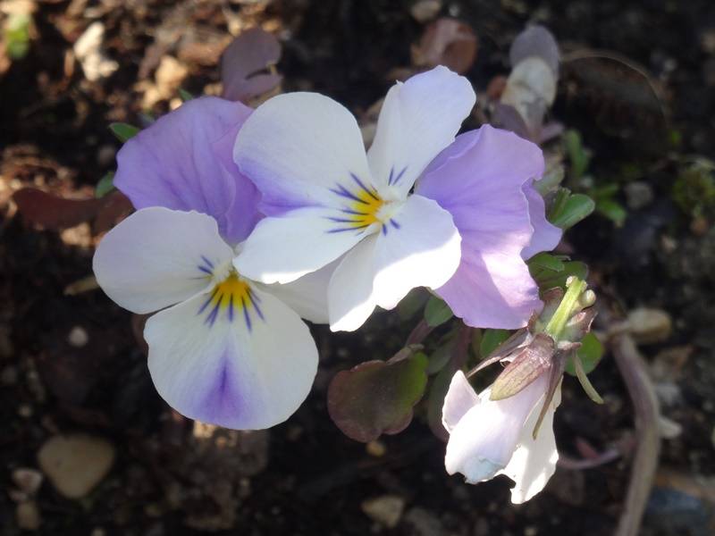 Promesse de Fleurs - Violette cornue Sorbet XP Pink Wing - Viola cornuta  Mini-motte Ø 1,5/2,5 cm, Plant vert de 3 à 5 cm de haut environ (par 5)
