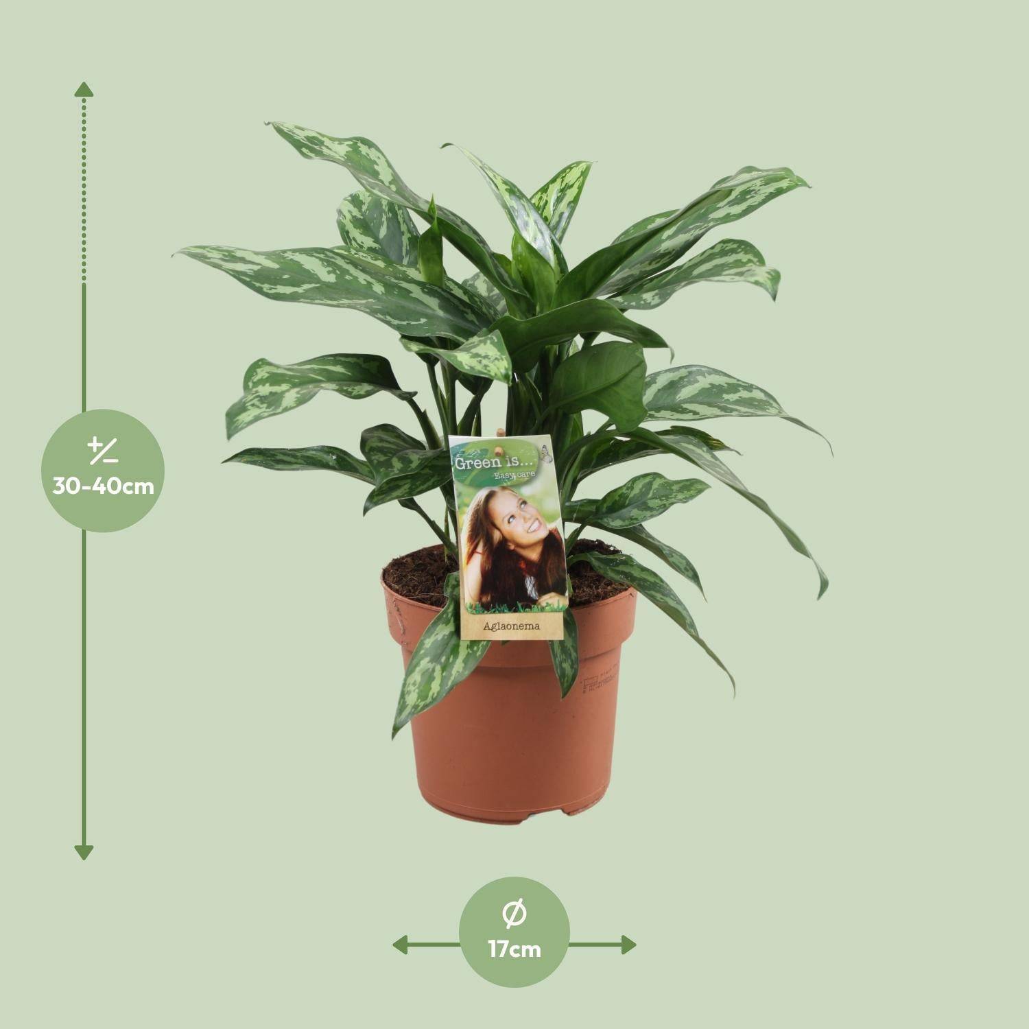 Aglaonema Maria - D17 H40cm - Image 2