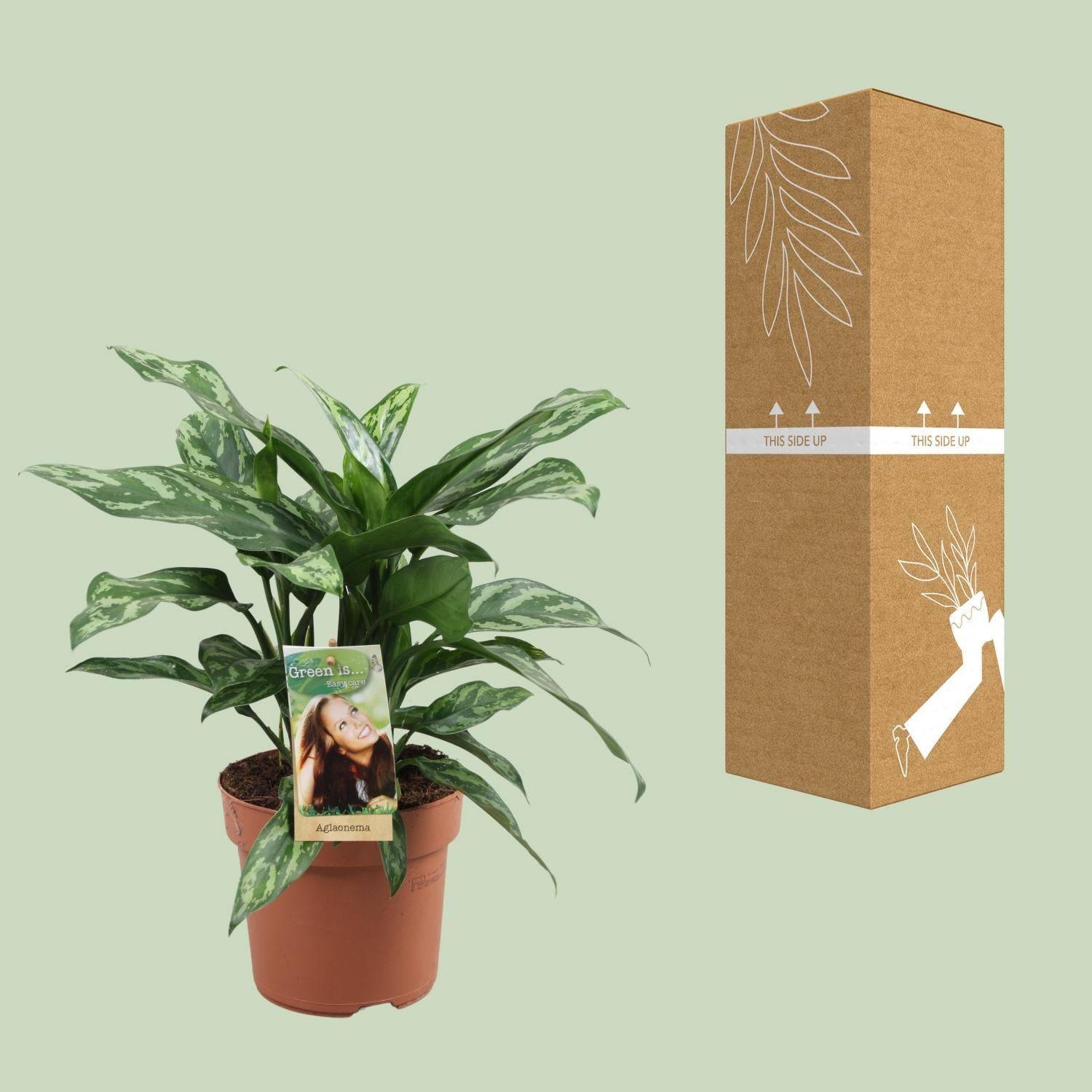Aglaonema Maria - D17 H40cm - Image 3