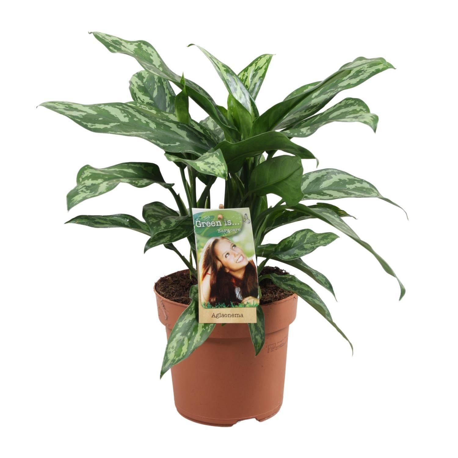 Aglaonema Maria - D17 H40cm