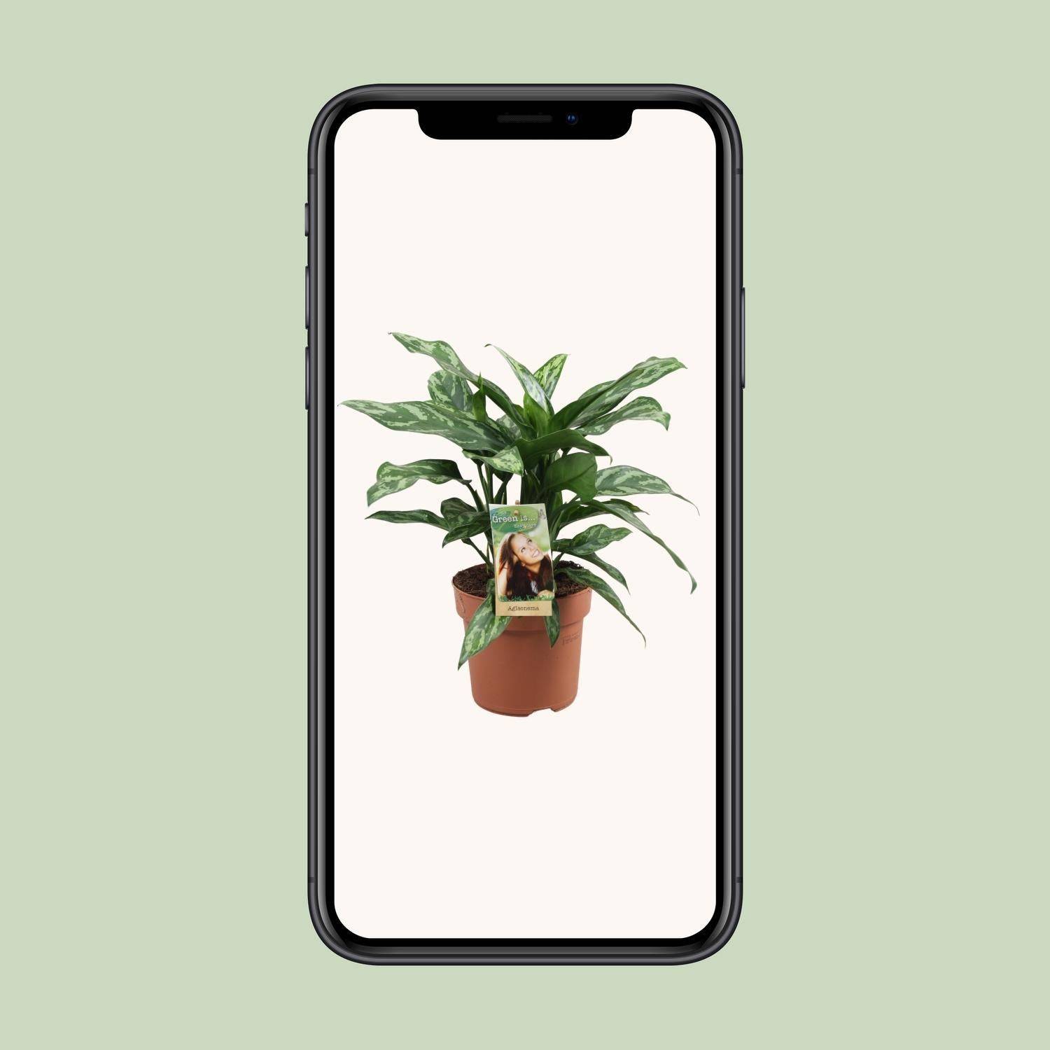 Aglaonema Maria - D17 H40cm - Image 4