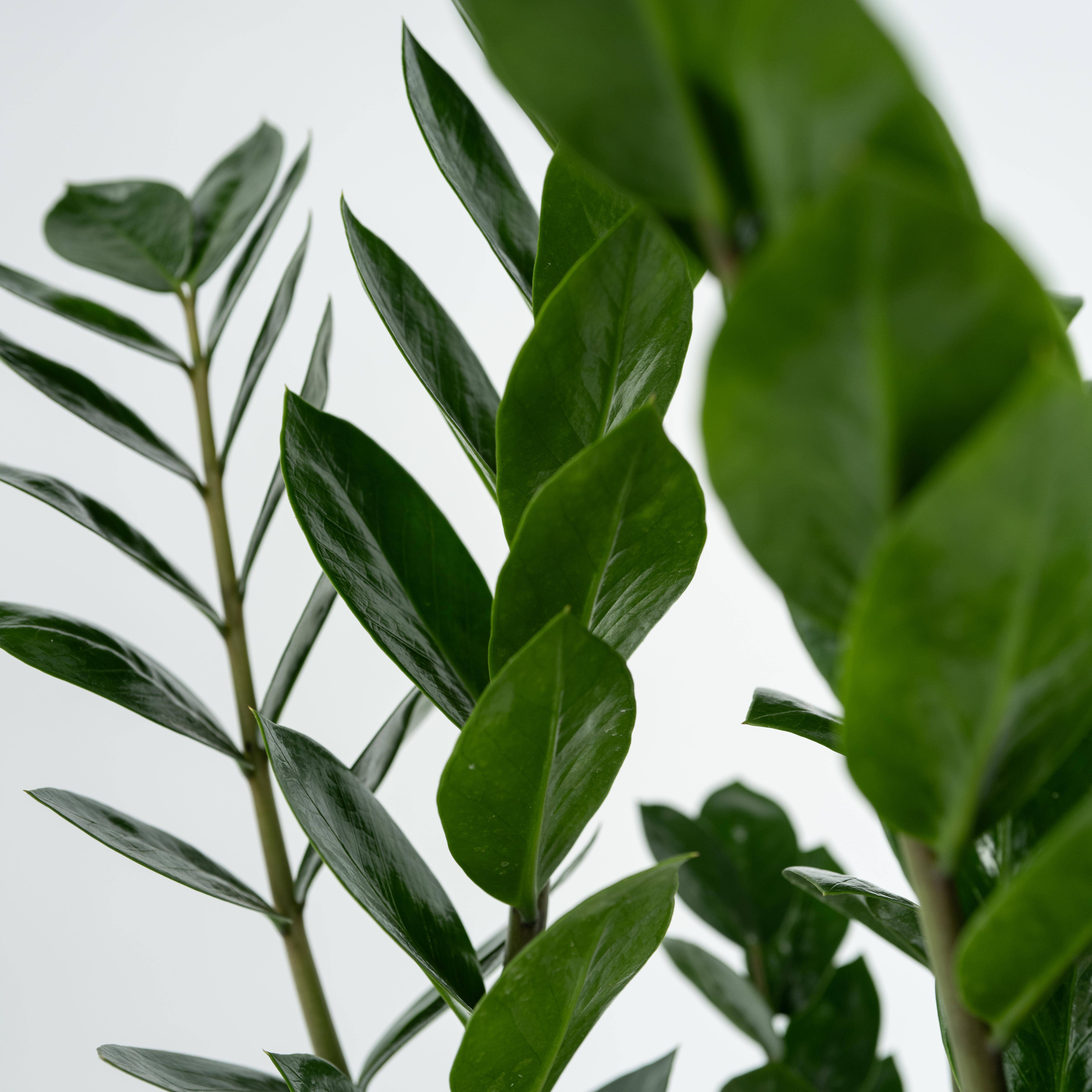 Plant In A Box - Plante ZZ - Zamioculcas Zamiifolia - Hauteur 55-65cm - ⌀17cm - Image 5