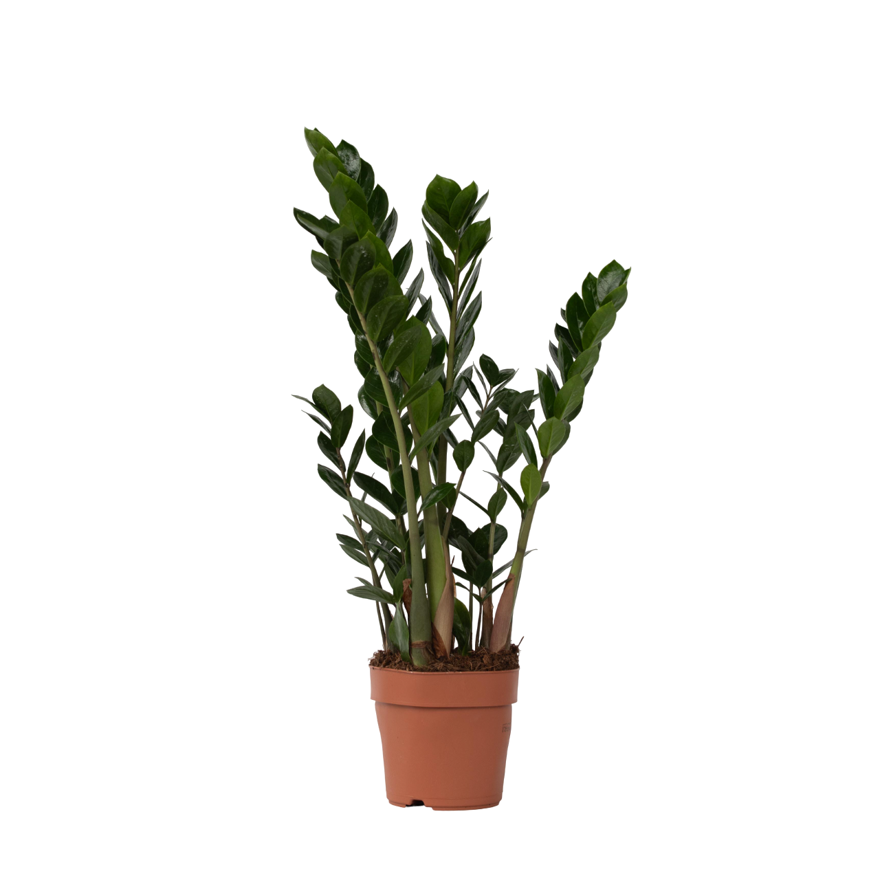 Plant In A Box - Plante ZZ - Zamioculcas Zamiifolia - Hauteur 55-65cm - ⌀17cm - Image 1
