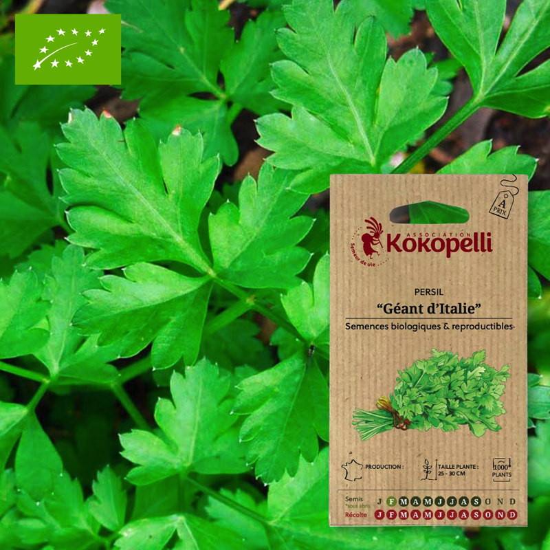 Persil Géant d'Italie- Graines bio à semer - Image 1
