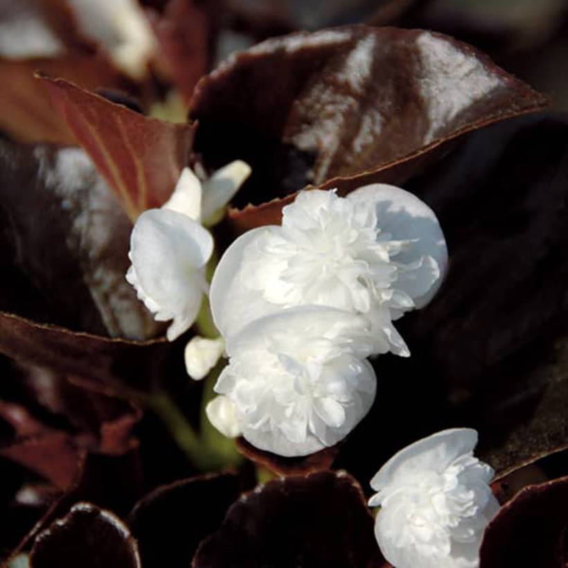 Bégonia Gumdrop Coco White  Mini-motte Ø 1,5/2,5 cm (par 5)