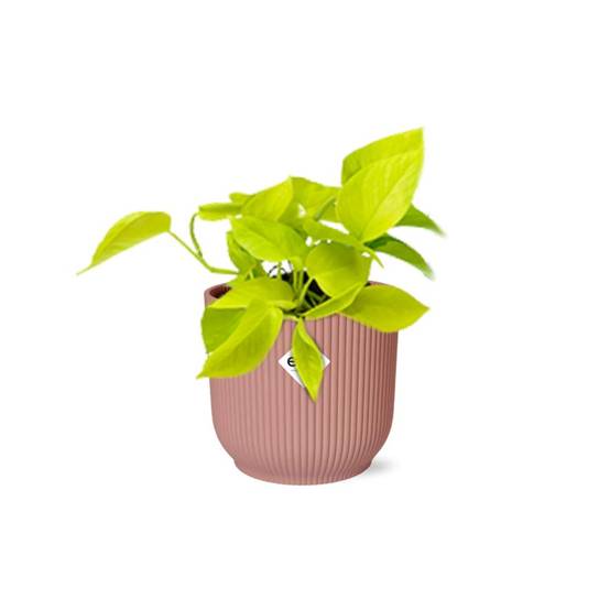 Epipremnum Pinnatum 'Golden Pothos' 14cm Rose - H20cm - Image 1