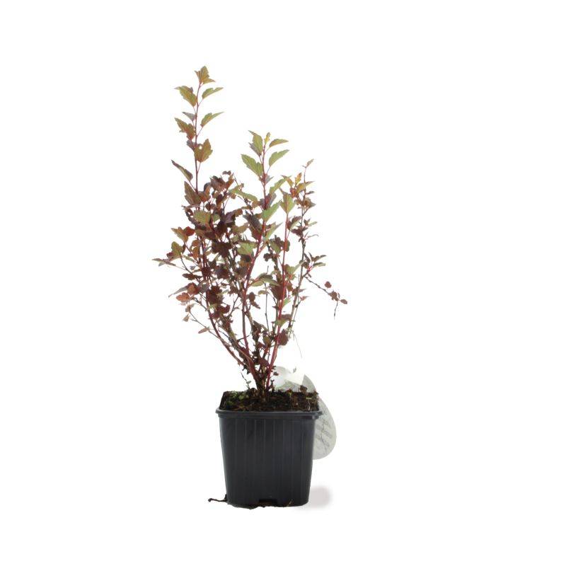 Physocarpe à feuilles d'obier 'Little Joker' ® (Physocarpus opulifolius 'Little Joker' ®) - Godet - Taille 15/30cm - Pépinières Naudet - Image 2