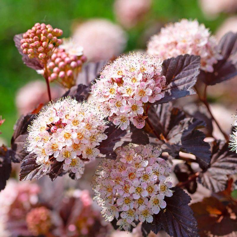 Physocarpe à feuilles d'obier 'Little Joker' ® (Physocarpus opulifolius 'Little Joker' ®) - Godet - Taille 15/30cm - Pépinières Naudet - Image 1