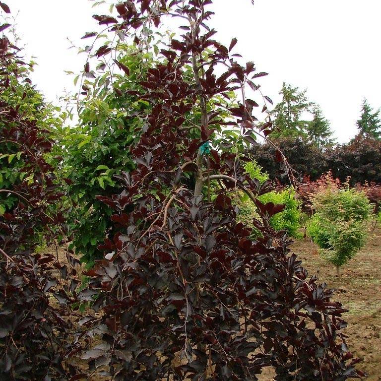 Promesse de Fleurs - Hêtre pourpre pleureur - Fagus sylvatica Purpurea Pendula Pot de 7,5L/10L