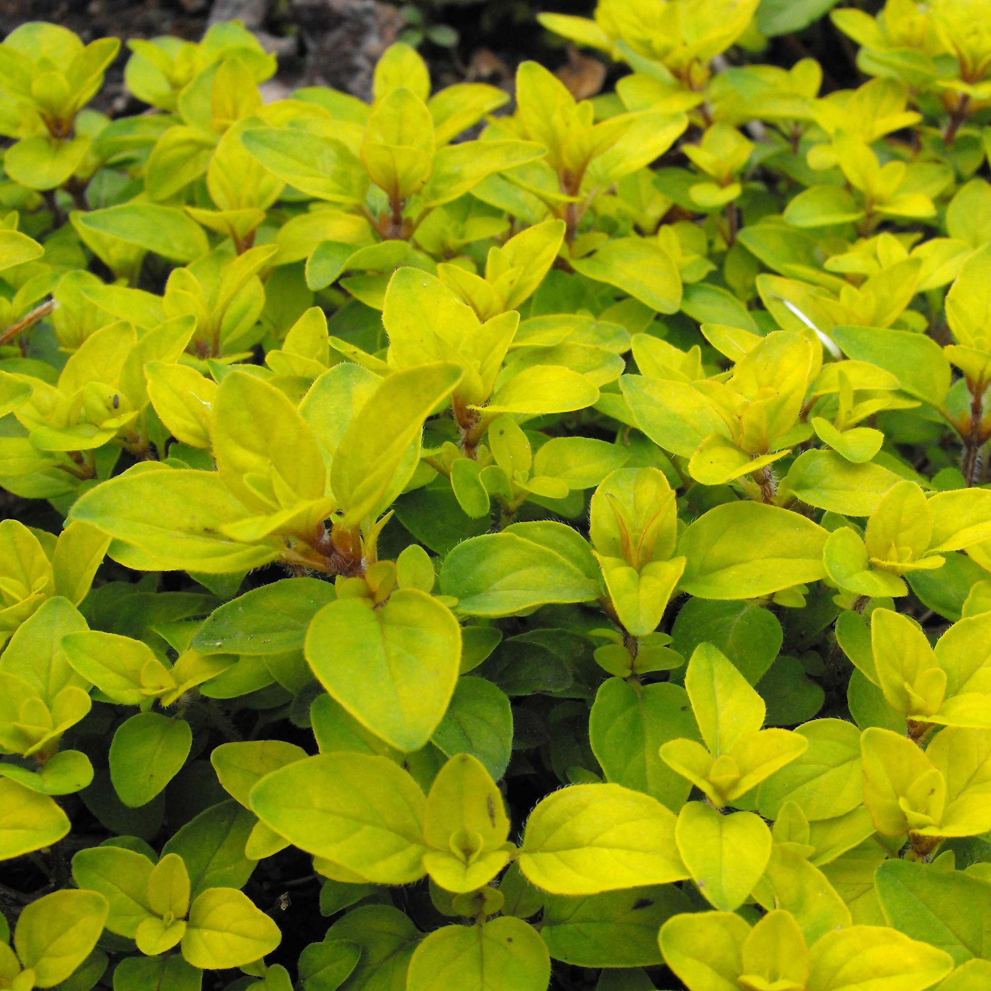 Promesse de Fleurs - Origan doré Norton Gold - Origanum vulgare Godet de 8/9 cm