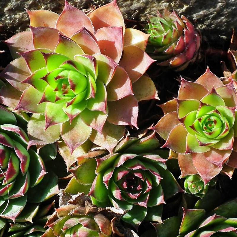Orpin Silberkarneol, Sedum à fleurs Rose/ - feuillage Caduc - Godet - 5/20 cm