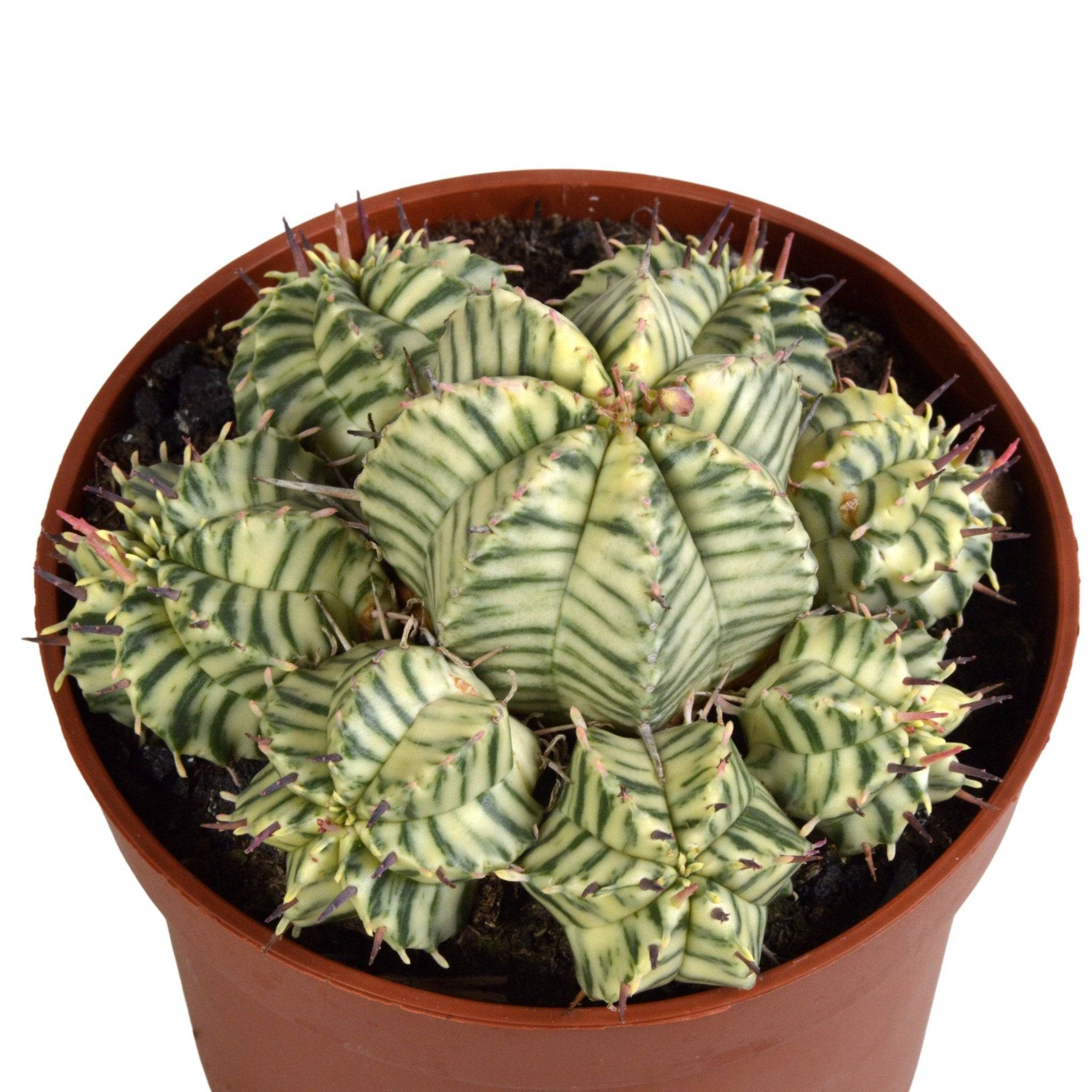 Euphorbe Meloformis Variegata- La Green Touch - Image 2