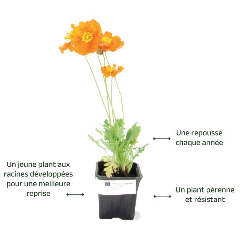 3 Pavots d'Islande (Papaver Nudicaule) - Lot de 3 vivaces - Pépinières Naudet - Image 3