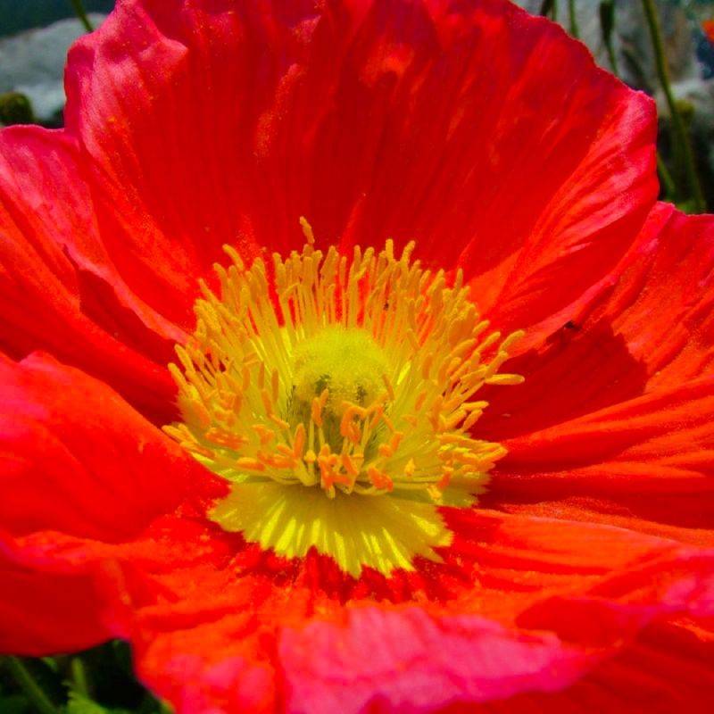 3 Pavots d'Islande (Papaver Nudicaule) - Lot de 3 vivaces - Pépinières Naudet - Image 1