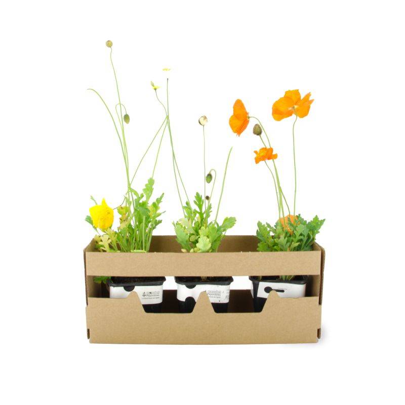 3 Pavots d'Islande (Papaver Nudicaule) - Lot de 3 vivaces - Pépinières Naudet - Image 4