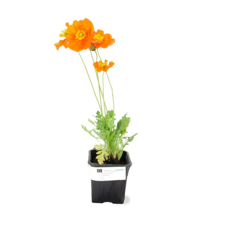 3 Pavots d'Islande (Papaver Nudicaule) - Lot de 3 vivaces - Pépinières Naudet - Image 2