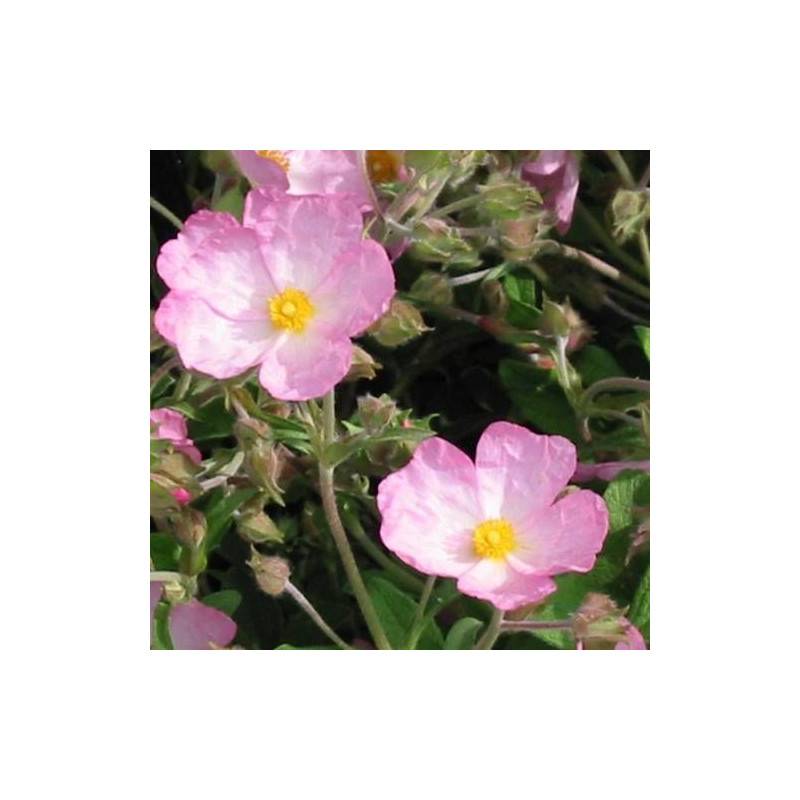 Ciste Grayswood Pink, Cistus à fleurs Rose/ - feuillage Persistant - Godet - 5/20 cm - Image 4