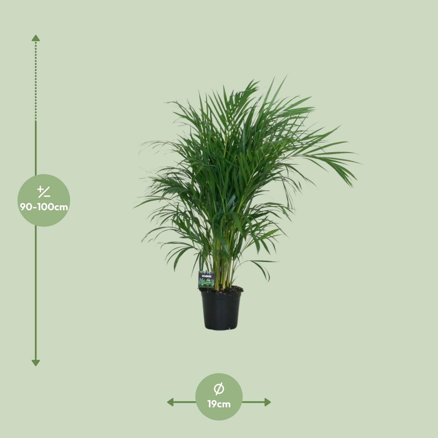 Dypsis Lutescens 120 - D19 H100cm - Image 4