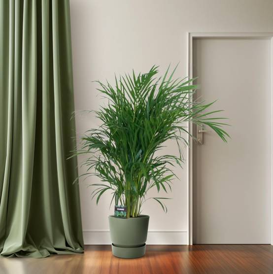 Dypsis Lutescens 120 - D19 H100cm - Image 3