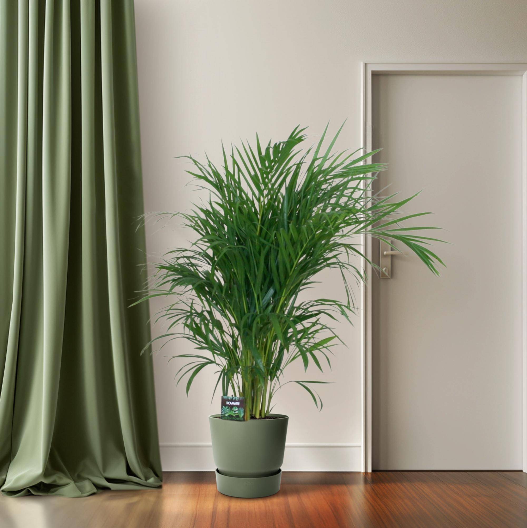 Dypsis Lutescens 120 - D19 H100cm - Image 3