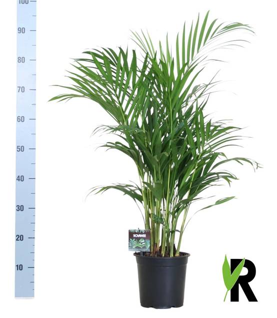 Dypsis Lutescens 120 - D19 H100cm - Image 1