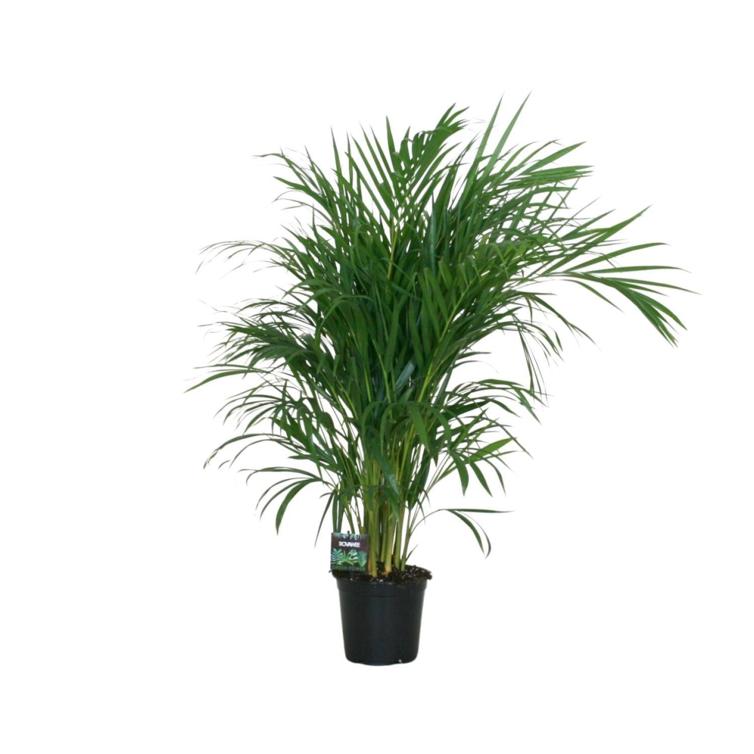 Dypsis Lutescens 120 - D19 H100cm - Image 2